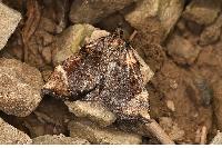 物種:Omphalomia hirta 攝影:吳士緯